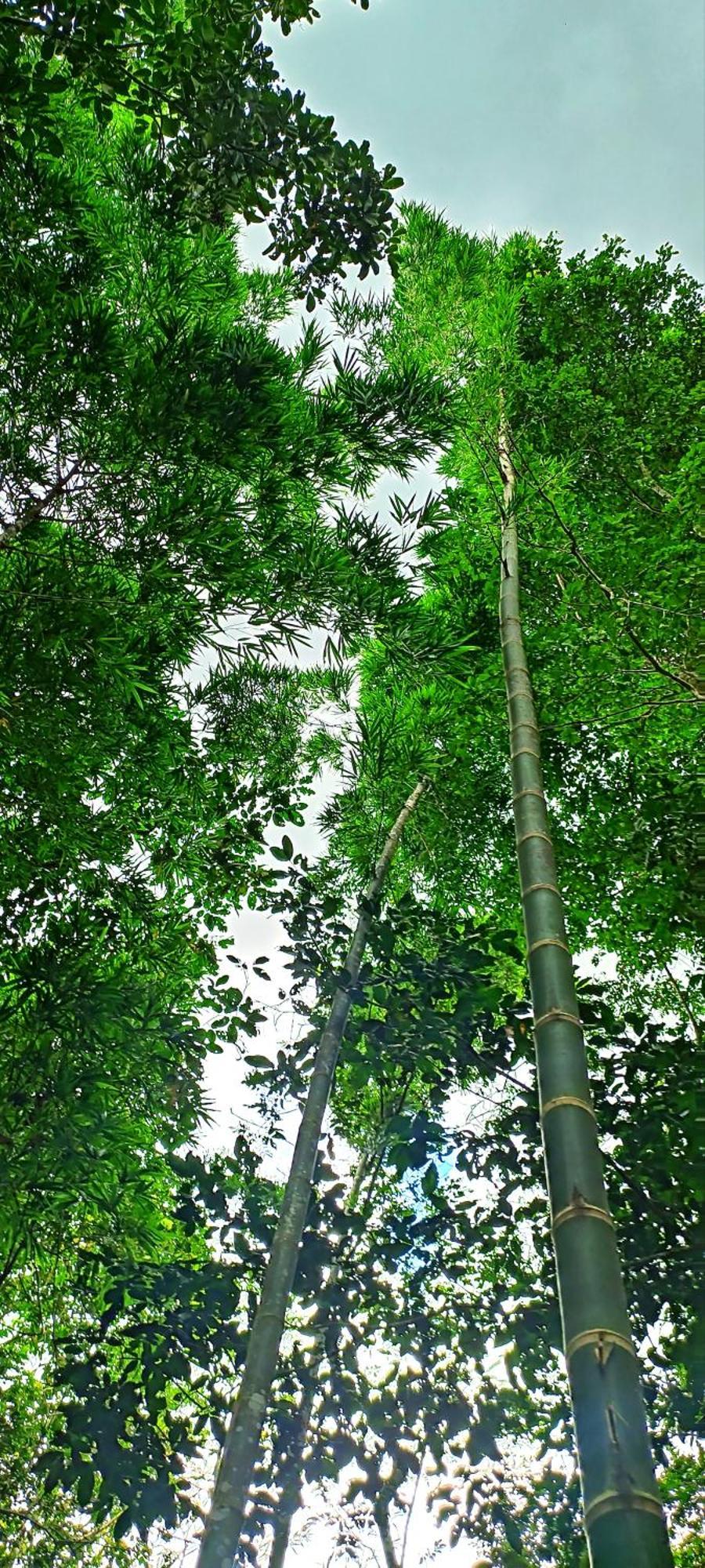 Hotel Ecologico Makalombia La Macarena Esterno foto