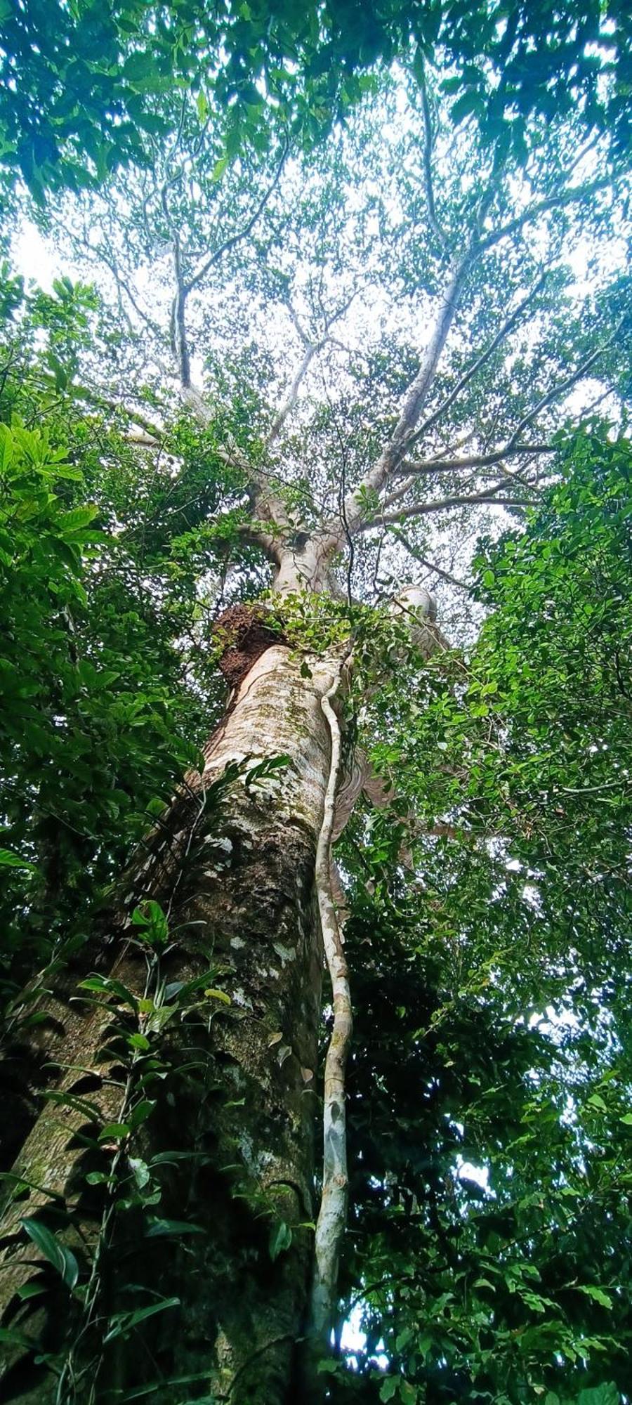 Hotel Ecologico Makalombia La Macarena Esterno foto